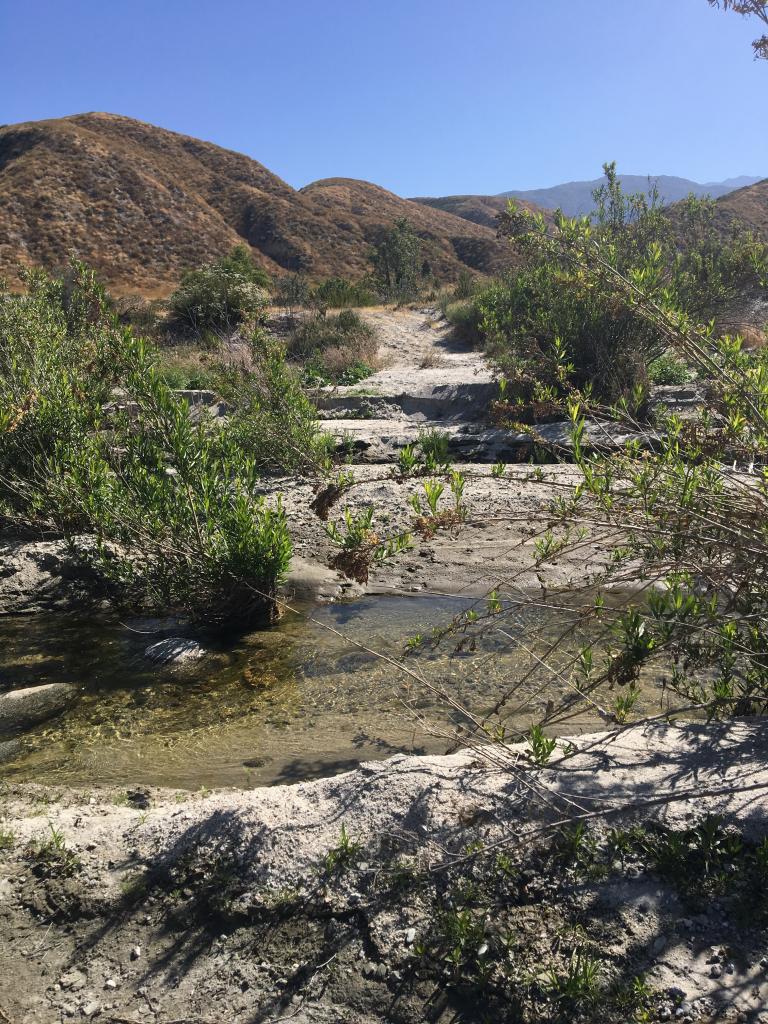 Goldilocks The Kangaroo Rat San Diego Zoo Wildlife Alliance